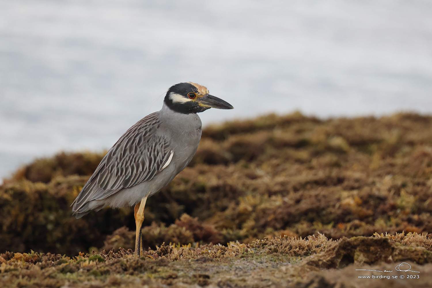 YELLOW-CROWNED NIGHT HERON (Nyctanassa violacea) - Stng / Close